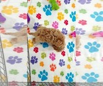 Small #9 Cavapoo (Miniature)-Poodle (Toy) Mix