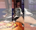 Puppy Puppy 10 American Staffordshire Terrier