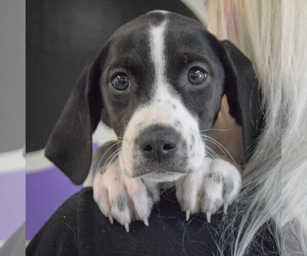 Medium Photo #5 Beagle-Brittany Mix Puppy For Sale in Huntley, IL, USA