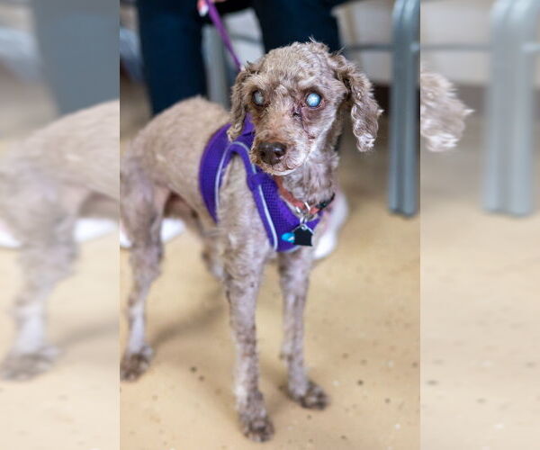 Medium Photo #6 Poodle (Miniature)-Unknown Mix Puppy For Sale in Mundelein, IL, USA