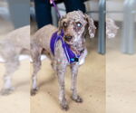 Small #5 Poodle (Miniature) Mix