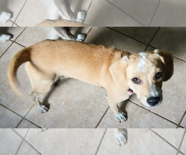 Medium Photo #1 Beagle-Unknown Mix Puppy For Sale in Newfoundland, PA, USA