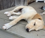 Puppy Tanner English Shepherd-Great Pyrenees Mix