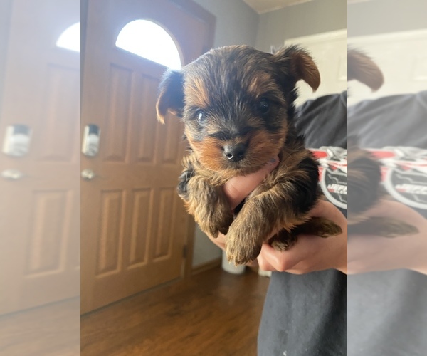 Medium Photo #1 Yorkshire Terrier Puppy For Sale in MEDFORD, OR, USA
