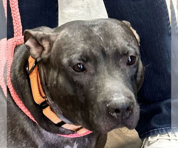 Medium Photo #5 Labrador Retriever-Unknown Mix Puppy For Sale in Munford, TN, USA