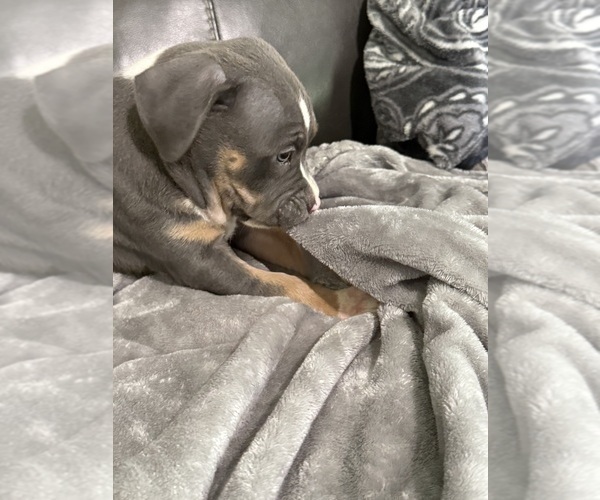 Medium Photo #4 American Bully Puppy For Sale in LOGANVILLE, GA, USA