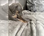 Small #3 American Bully
