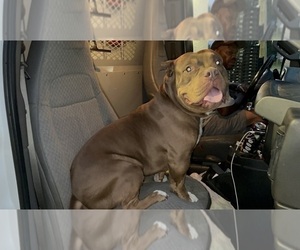Father of the American Bully puppies born on 01/04/2025