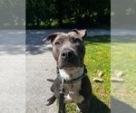 Small Staffordshire Bull Terrier Mix
