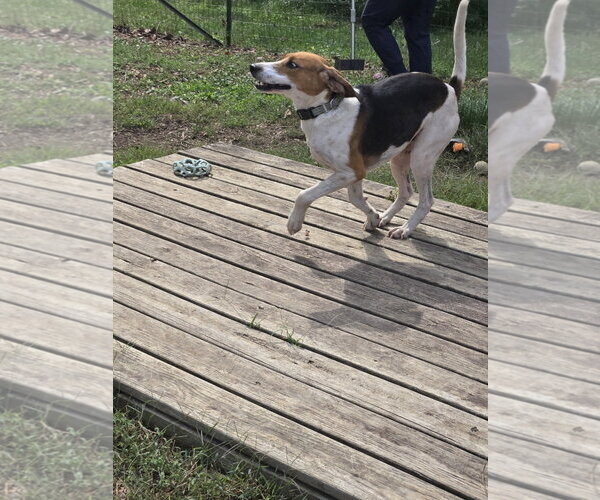 Medium Photo #8 Mutt Puppy For Sale in Rustburg, VA, USA