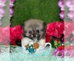 Small #1 Pomeranian
