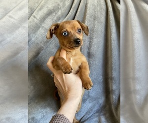 Dachshund Puppy for sale in CUMMING, GA, USA