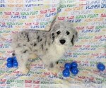 Puppy 4 Bernedoodle-Poodle (Toy) Mix