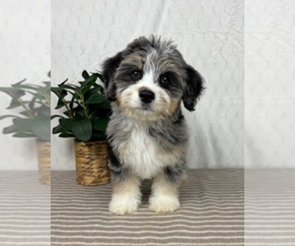 Medium Photo #3 Miniature Bernedoodle Puppy For Sale in GREENFIELD, IN, USA