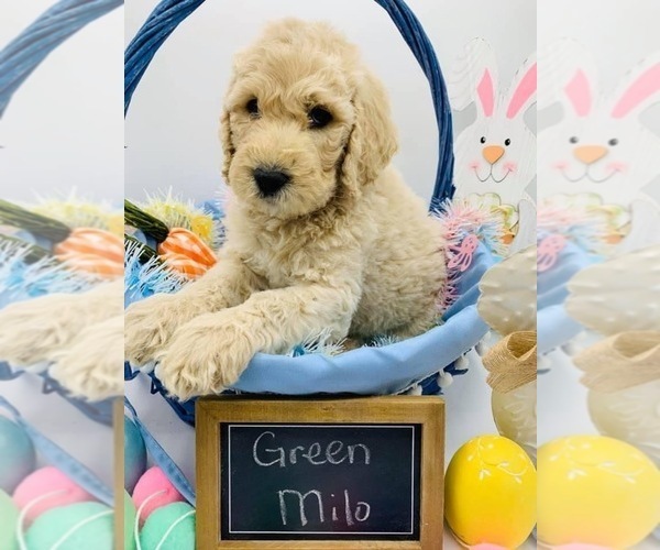 Medium Photo #1 Goldendoodle Puppy For Sale in KINGWOOD, TX, USA