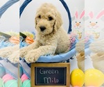 Small Photo #1 Goldendoodle Puppy For Sale in KINGWOOD, TX, USA