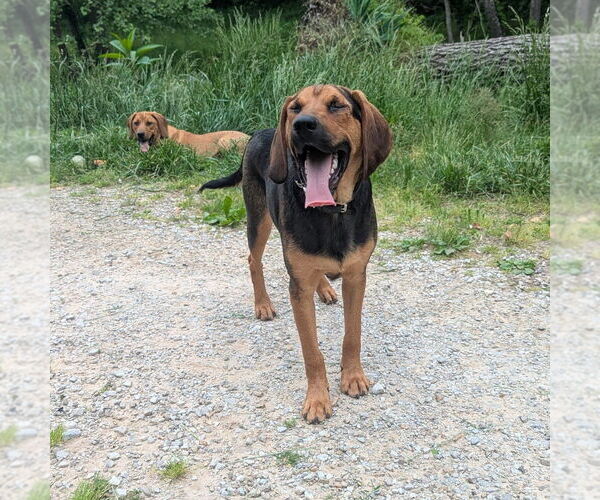 Medium Photo #7 Mutt Puppy For Sale in Vail, AZ, USA