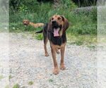 Small #6 Mutt
