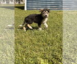 Small #3 Mutt