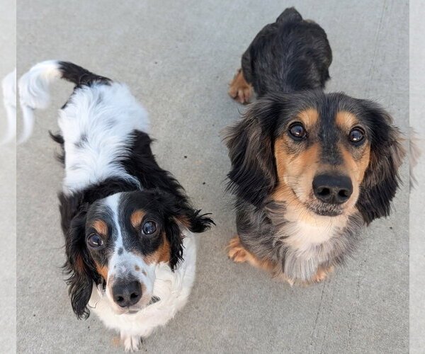 Medium Photo #3 Dachshund Puppy For Sale in Shelbyville, TN, USA