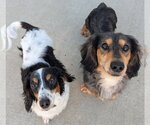 Small #2 Dachshund
