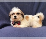 Small Photo #9 Poodle (Miniature)-Shorkie Tzu Mix Puppy For Sale in LAKELAND, FL, USA