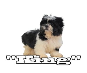 Shih Tzu Puppy for Sale in SAN DIEGO, California USA