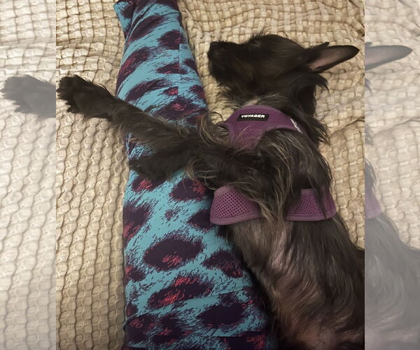 Medium Photo #9 Cairn Terrier-Unknown Mix Puppy For Sale in Lexington, SC, USA
