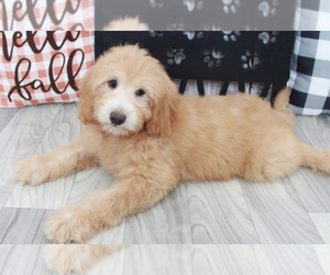 Goldendoodle (Miniature) Puppy for sale in MARIETTA, GA, USA