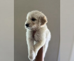 Small #6 Goldendoodle