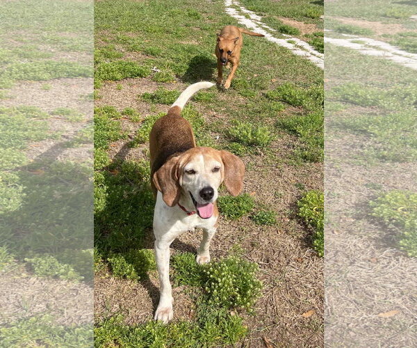 Medium Photo #5 Beagle Puppy For Sale in Tampa, FL, USA