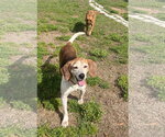 Small #4 Beagle