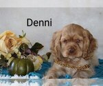 Puppy Denni Cocker Spaniel