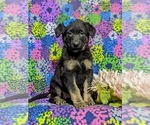 Small Photo #2 German Shepherd Dog Puppy For Sale in LINCOLN UNIVERSITY, PA, USA