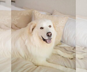 Great Pyrenees-Unknown Mix Dogs for adoption in Dallas, TX, USA