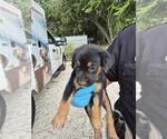 Small American Staffordshire Terrier Mix