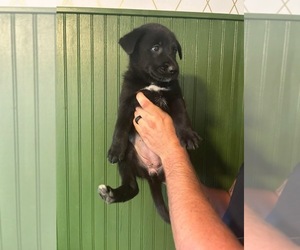 Medium German Shepherd Dog-Mutt Mix