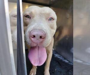 American Staffordshire Terrier-Unknown Mix Dogs for adoption in San Antonio, TX, USA