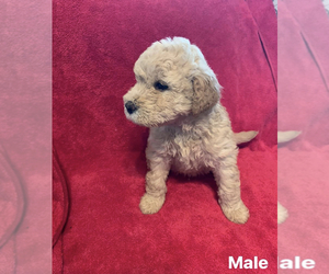 Goldendoodle Puppy for sale in GREENEVILLE, TN, USA