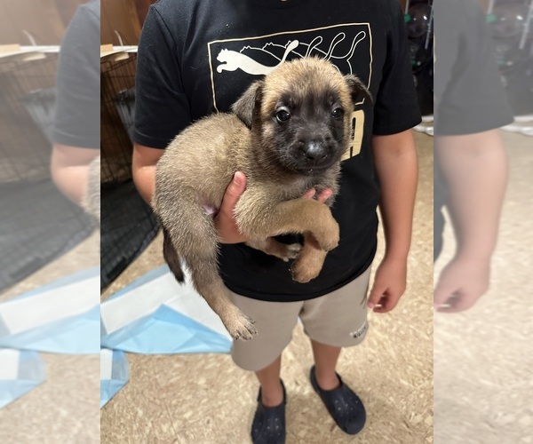 Medium Photo #2 Belgian Malinois Puppy For Sale in SMITHFIELD, NC, USA