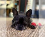 Small #3 French Bulldog