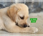 Small #6 Labrador Retriever