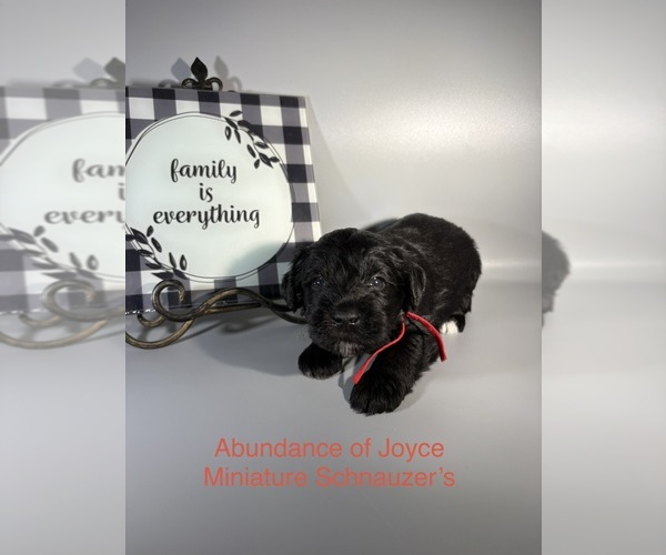 Medium Photo #6 Schnauzer (Miniature) Puppy For Sale in SAINT LOUIS, MO, USA