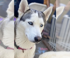 Mother of the Siberian Husky puppies born on 06/20/2022
