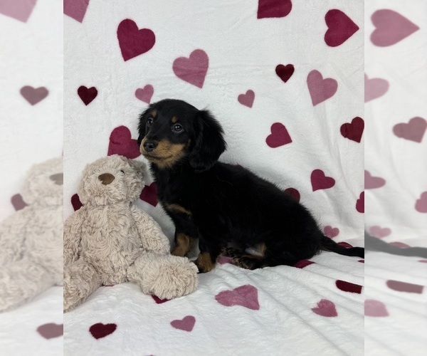Medium Photo #6 Dachshund Puppy For Sale in GREENFIELD, IN, USA