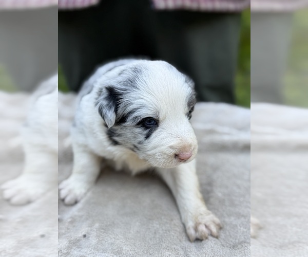 Medium Photo #56 Border Collie Puppy For Sale in MOSIER, OR, USA
