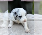 Small Photo #56 Border Collie Puppy For Sale in MOSIER, OR, USA