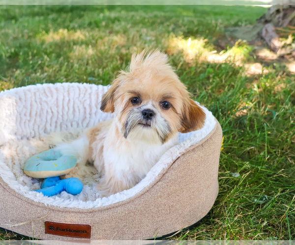 Medium Photo #6 Shih Tzu Puppy For Sale in SYRACUSE, IN, USA