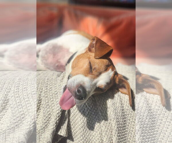 Medium Photo #50 Mutt Puppy For Sale in Philadelphia, PA, USA