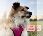 Small #1 Pomeranian Mix